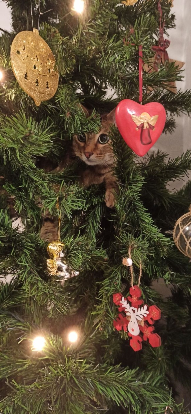 γατα χριστουγεννα