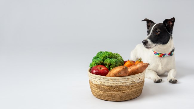 Petchef: Χρηματοδότηση ύψους άνω του 1 εκατ. ευρώ στην πλατφόρμα φρεσκομαγειρεμένου φαγητού για κατοικίδια