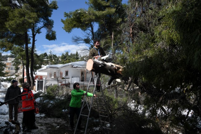 δενδρα