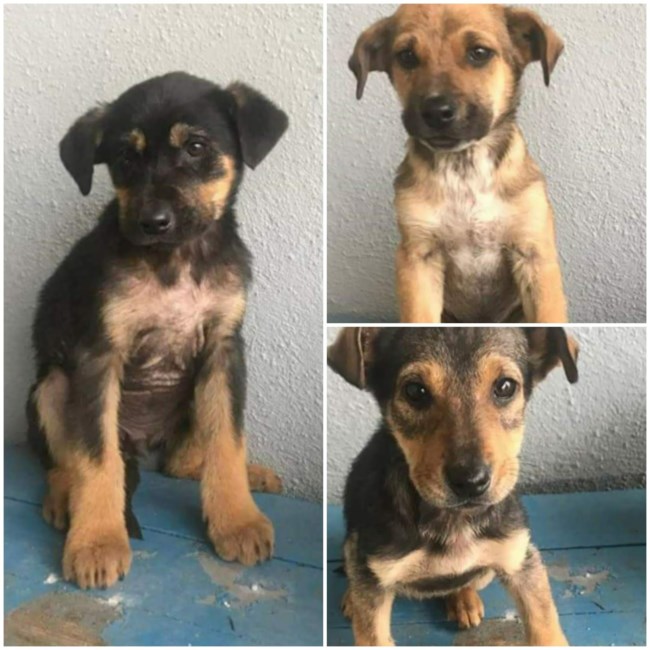 Ξάνθη: Ούτε ένα, ούτε δύο,πέταξαν στο δρόμο σε μια εβδομάδα 50 σκυλιά