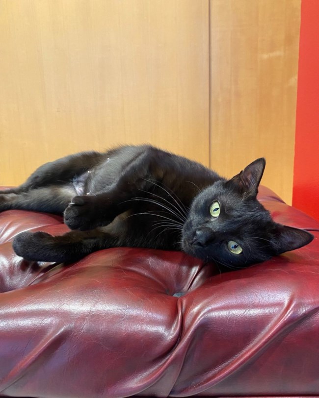 Η γατούλα του Θεάτρου Πορεία παρακολουθεί πρόβες, ακροάσεις, τα backstages και υποδέχεται τους θεατές στο φουαγιέ