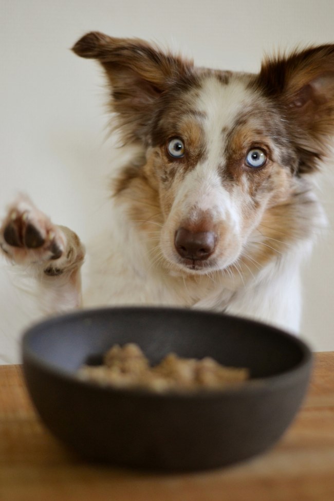 EQUILIBRIO: Super Premium Petfood για όλα τα στάδια της ζωής του κατοικιδίου