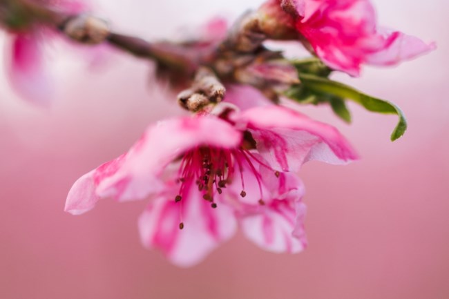 ΑΝΘΙΣΜΕΝΕΣ ΡΟΔΑΚΙΝΙΕς ΒΕΡΟΙΑ