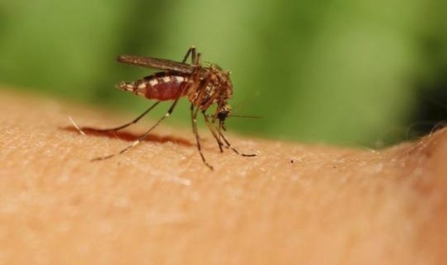 ΙΟΣ ΔΥΤΙΚΟΥ ΝΕΙΛΟΥ