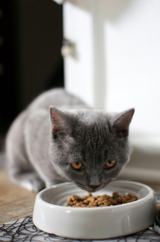 EQUILIBRIO: Super Premium Petfood για όλα τα στάδια της ζωής της γάτας