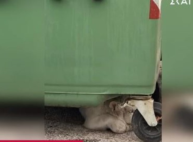 tigraki