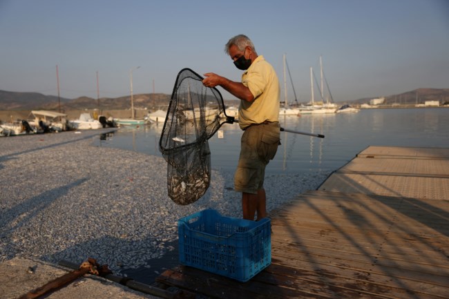 ΒΟΛΟΣ ΝΕΚΡΑ ΨΑΡΙΑ