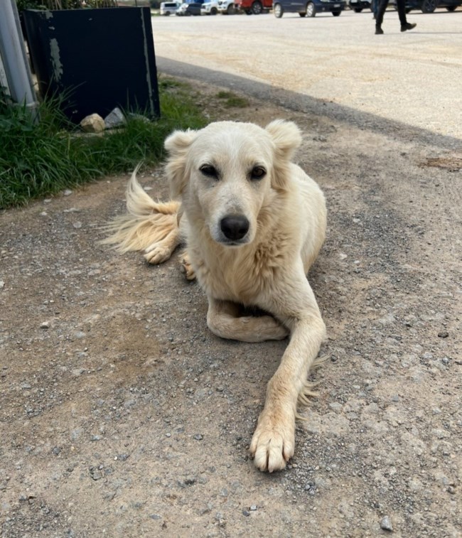 Πώς να βάλεις περισσότερη χαρά στην καθημερινότητά σου: Επικοινώνησε με τον Φοξ