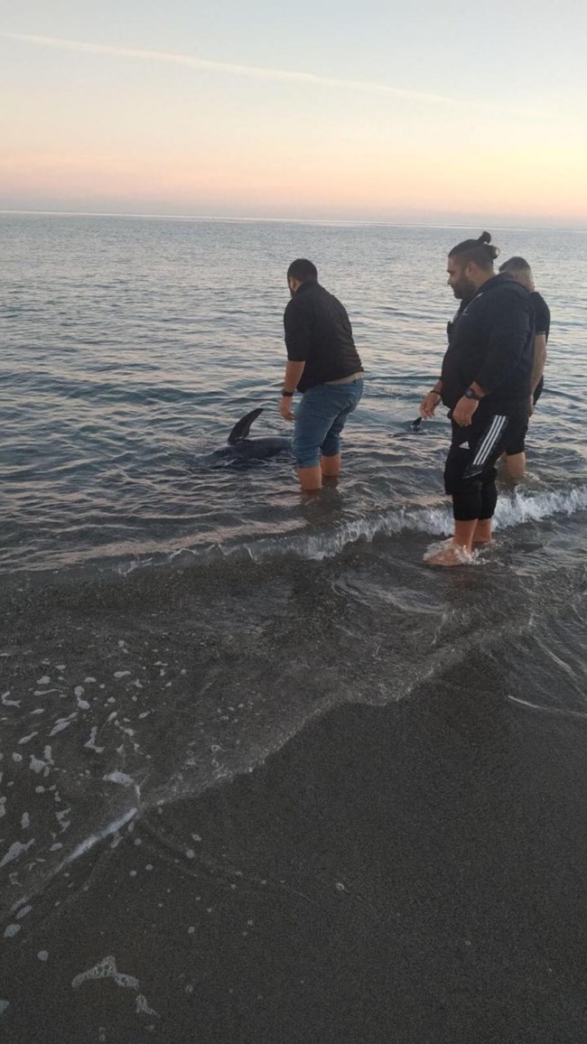 ΦΑΛΑΙΝΑ ΚΡΗΤΗ