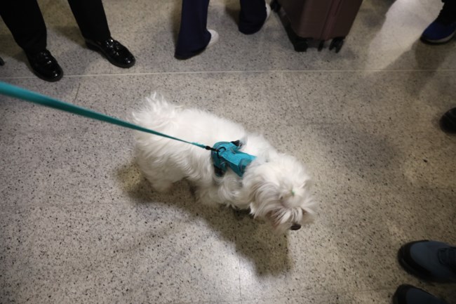 κατοικιδια πτηση