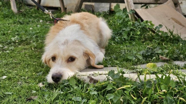 lola