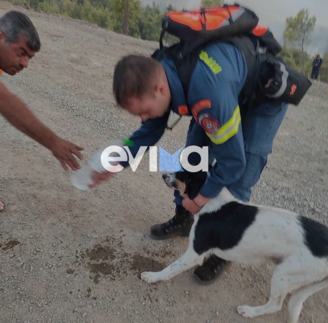 Φωτιές: Μια καταστροφή που δεν σταματά - Είναι αδιανόητο τα ζώα να καίγονται ζωντανά - Μόνο εμάς έχουν