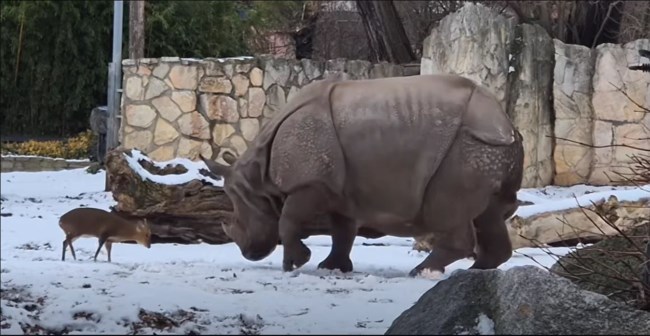 Είναι το πιο διάσημο δίδυμο στο διαδίκτυο αυτή τη στιγμή: Μικροσκοπικό ελάφι έχει νεύρα και τα βάζει με ρινόκερο 1,7 τόνων