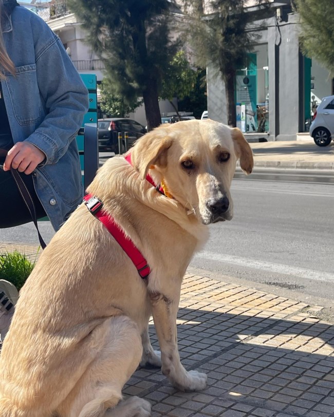 Λαμπης
