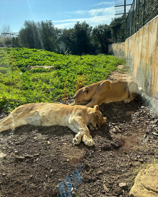 ΚΩΝΣΤΑΝΤΙΝΑ ΣΠΥΡΟΠΟΥΛΟΥ