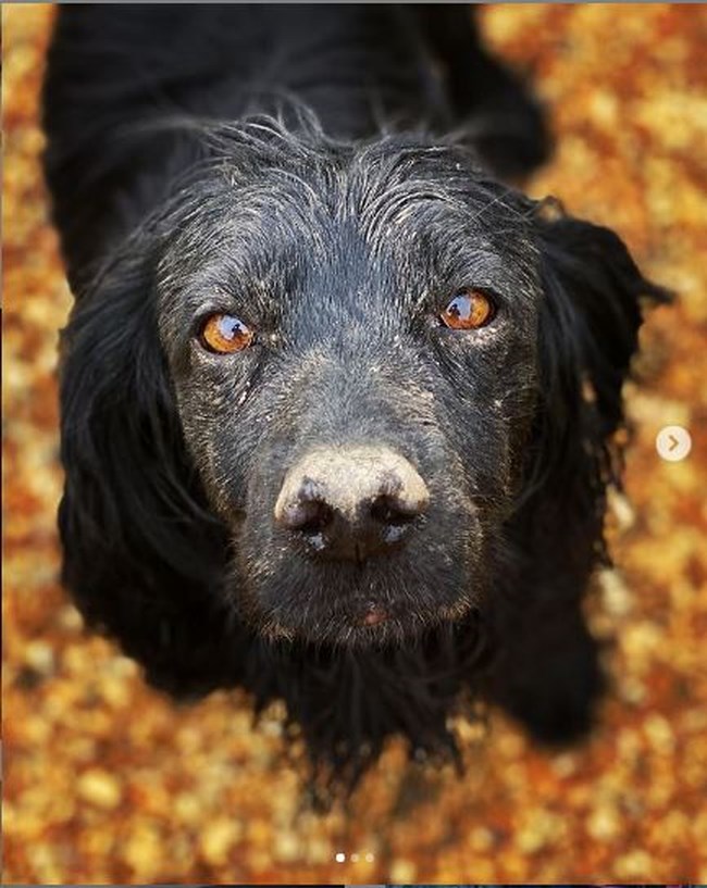 lupo