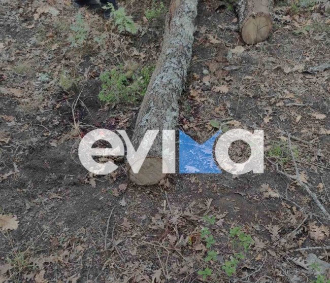 Τραγωδία στην Εύβοια: 35χρονος δασεργάτης καταπλακώθηκε από δέντρο [εικόνες]