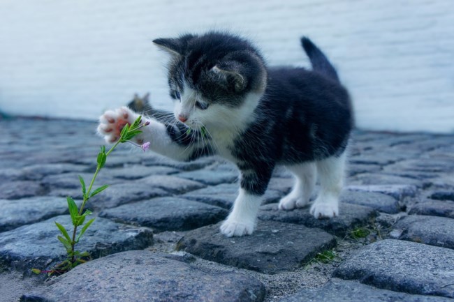gata