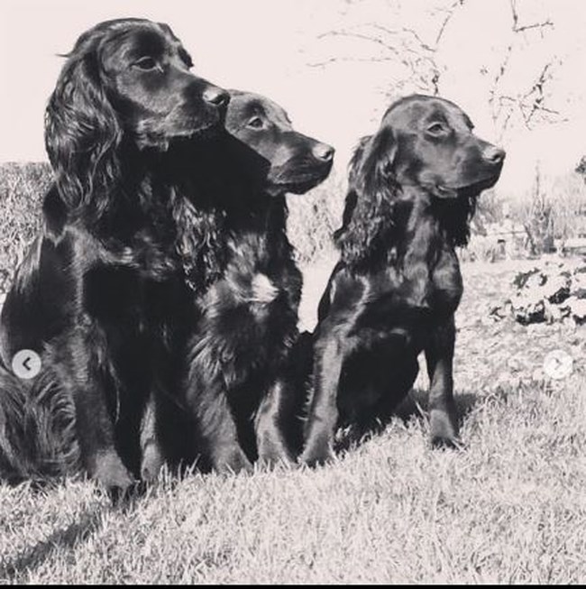 lupo