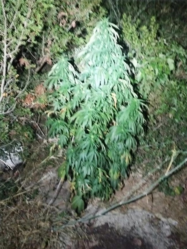 ΝΑΡΚΩΤΙΚΑ ΚΡΗΤΗ