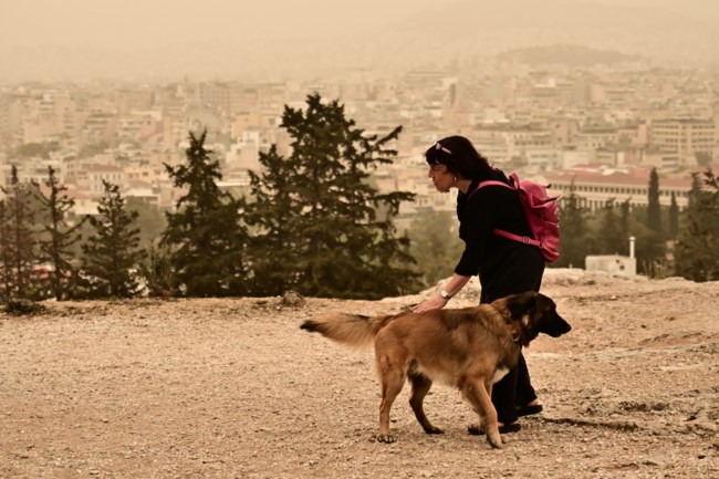 αφρικανικη σκόνη σκύλος