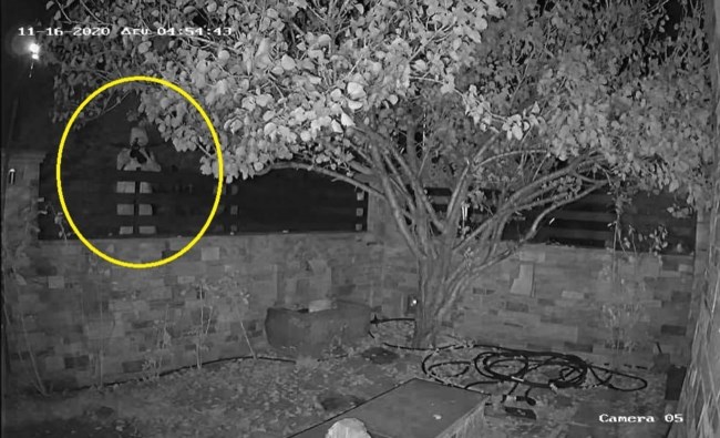 βόλος σκύλος τόξο