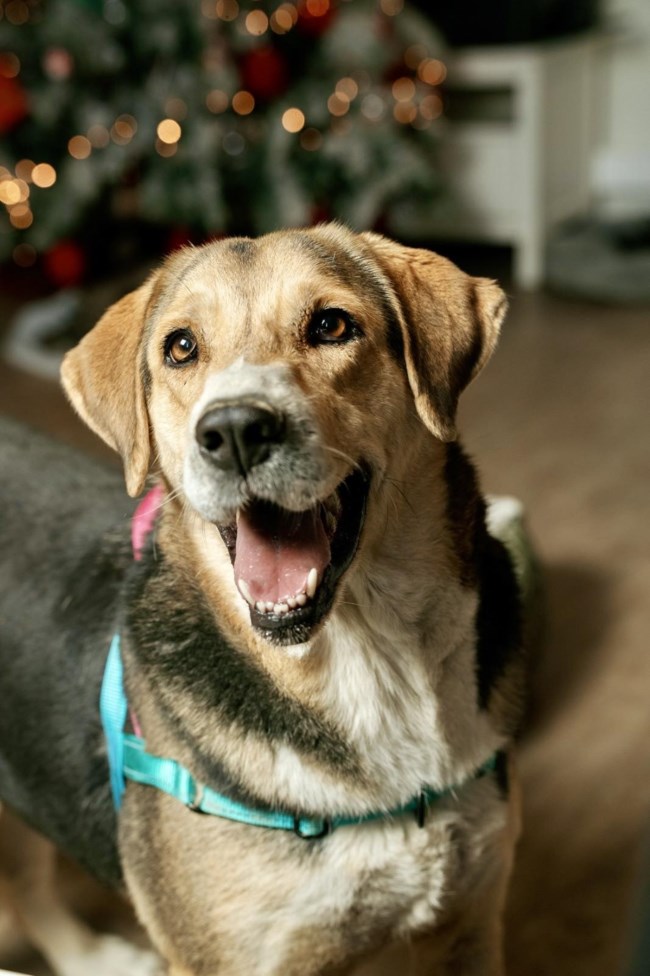 Η Λόνα είναι από τα σκυλιά που σου θυμίζουν γιατί αξίζει να προσπαθείς
