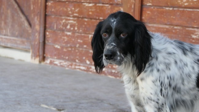 Σώστε ένα αδεσποτάκι: Η Μελίνα - Δεν ήμουν ποτέ μια femme fatale - Κουράστηκα, θα λανσάρω άλλο προφίλ