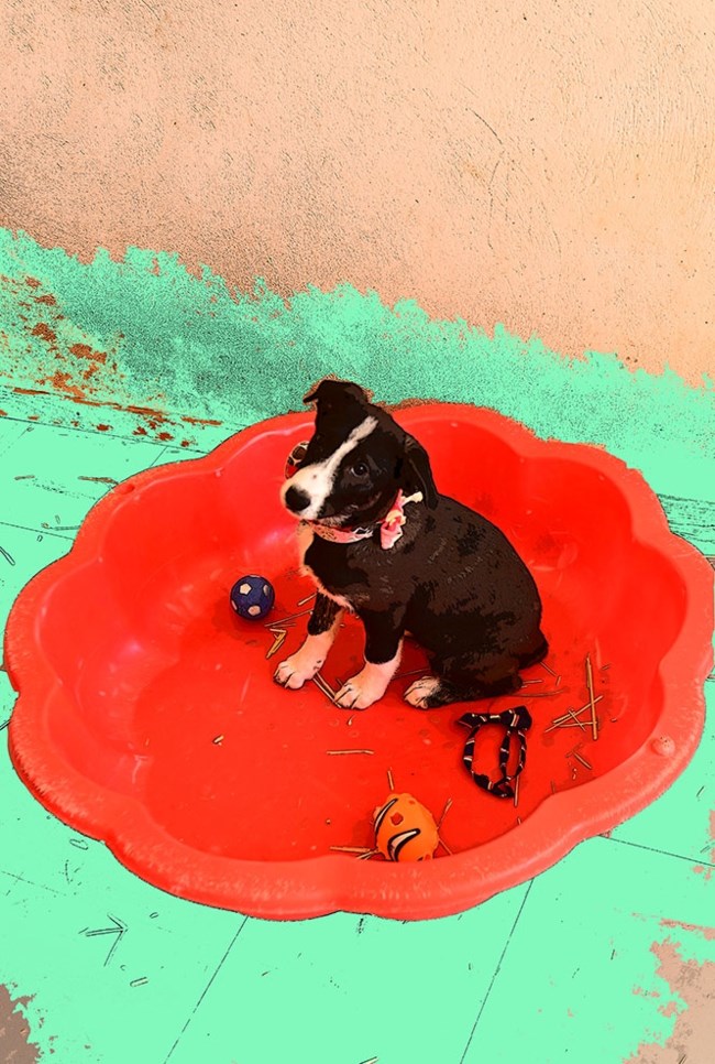 Κάθε μέρα είναι πιο όμορφη όταν ξεκινά έτσι… Η Χλόη που κοιτά ψηλά, βαθιά μέσα στα μάτια