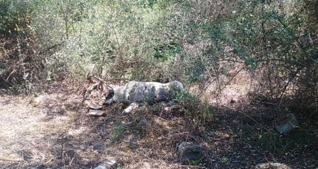 ΚΟΥΤΑΒΙΑ ΣΚΥΛΙΤΣΑ