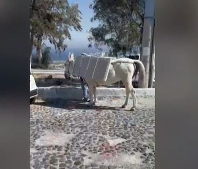 Σαντορίνη: Συνεχίζονται οι εικόνες με τα φορτωμένα γαϊδουράκια - Τι αντέχουν κουβαλώντας οικοδομικά υλικά