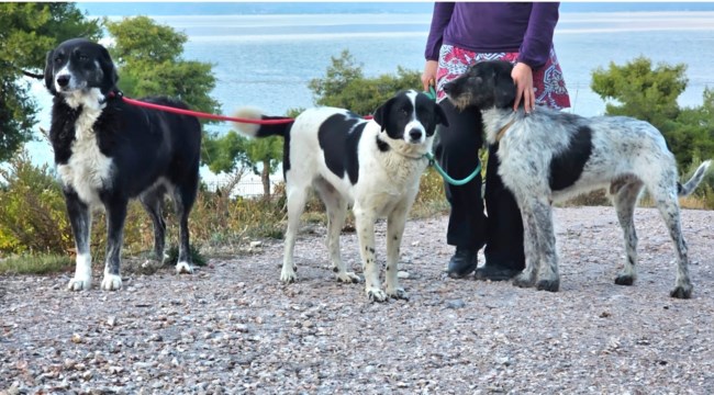 Η βόλτα με τα τρία καλύτερα σκυλιά είχε και φωτογράφηση: Είναι φτιαγμένα να περπατάνε μαζί