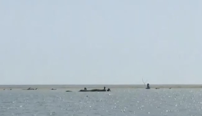 ΛΑΡΙΣΑ ΝΗΣΙ