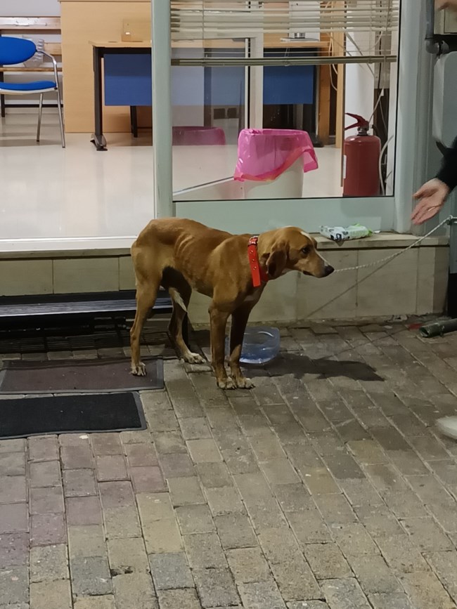 Μεγαλοπολη