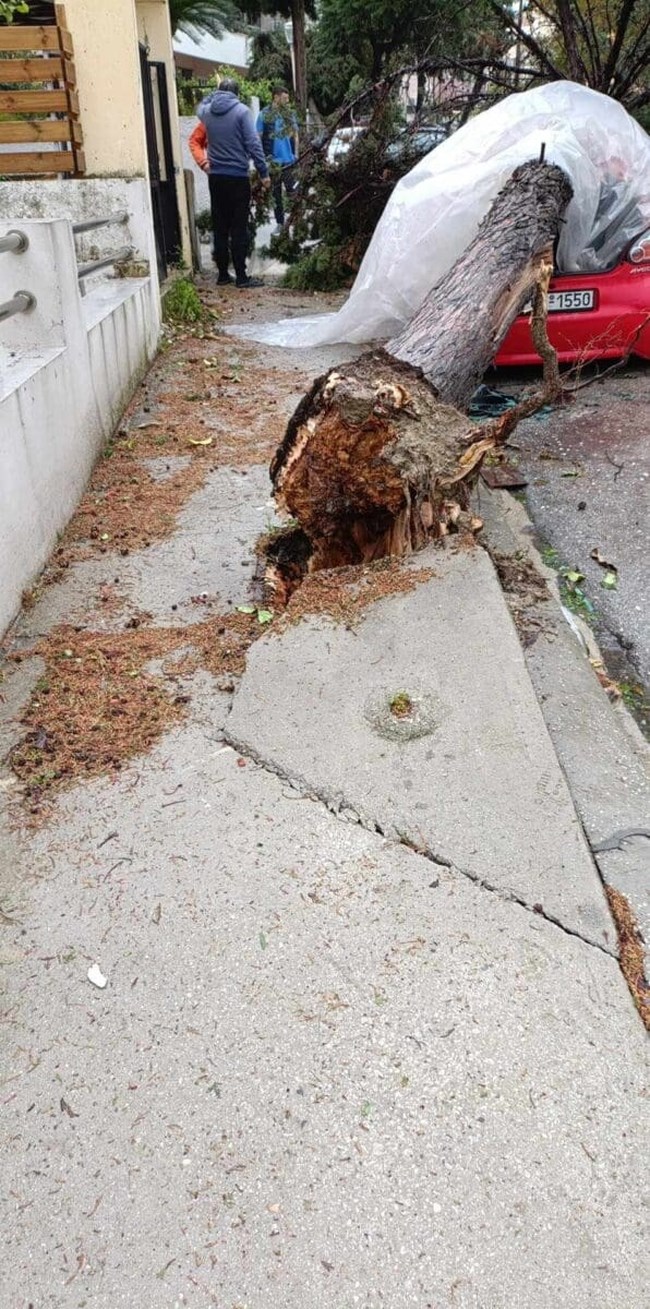 ΡΟΔΟΣ ΑΝΕΜΟΣΤΡΟΒΙΛΟΣ