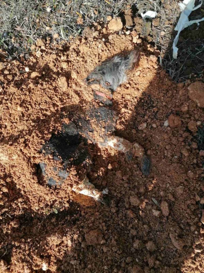 Σε καταφύγιο για φιλοξενία το σκυλί που έθαψε ζωντανό 90χρονος