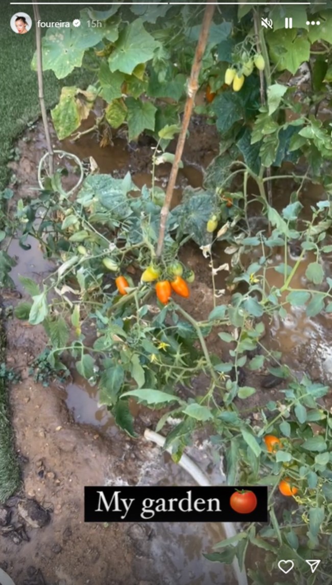 ΤΟΜΑΤΙΝΙΑ ΦΟΥΡΕΙΡΑ