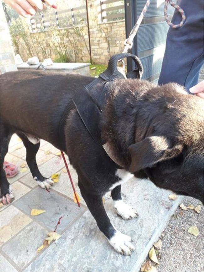 βόλος σκύλος τόξο