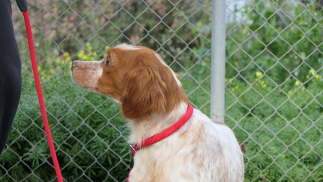 Ενα επανιελάκι από τα πιο μικροσκοπικά: Η Φράνι φοβάται λίγο, είναι ένα σκυλάκι που προσπαθεί να εμπιστευτεί