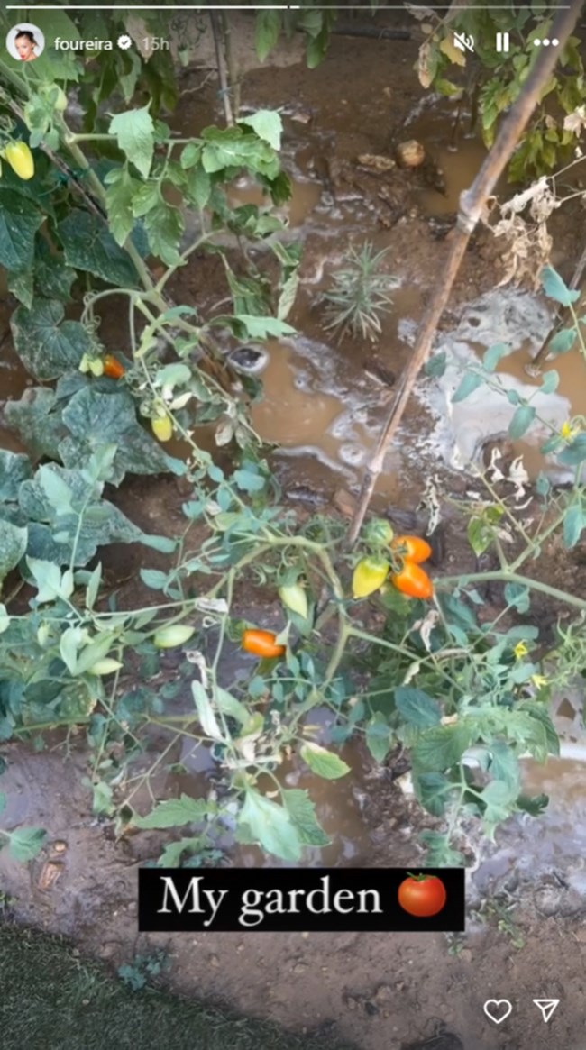 ΤΟΜΑΤΙΝΙΑ ΦΟΥΡΕΙΡΑ