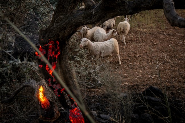 ΦΩΤΙΑ ΡΕΘΥΜΝΟ