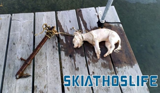 skiauos