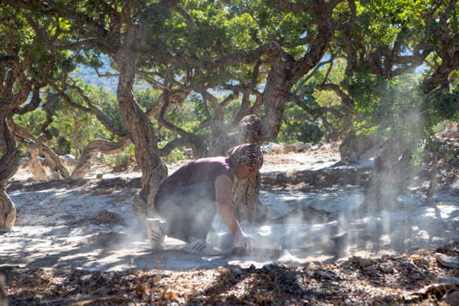 Μαστίχα, ο "λευκός χρυσός" της Χίου - Η χρονοβόρα και δύσκολη διαδικασία της συγκομιδής