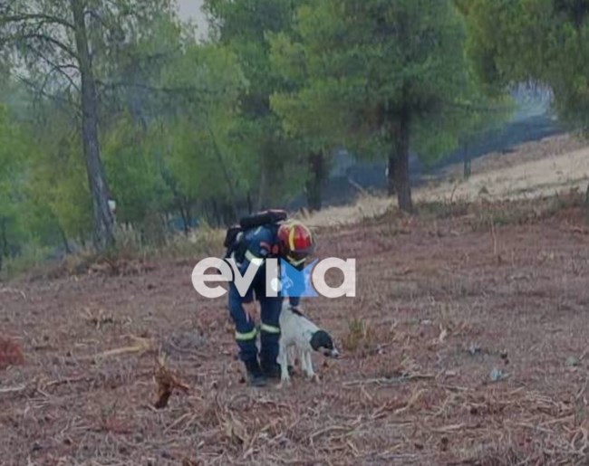 σκυλάκος