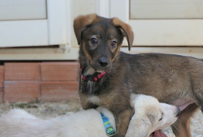 Γεννήθηκε σε ένα βουνό, από μια αδέσποτη σκυλίτσα  - Παίζει σαν τρελός με τα άλλα κουτάβια - Είναι γλυκός και αστείος
