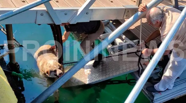 Καβάλα: Άνδρας κλώτσησε στη θάλασσα αδέσποτο σκύλο - Είπε ότι του επιτέθηκε [εικόνες]