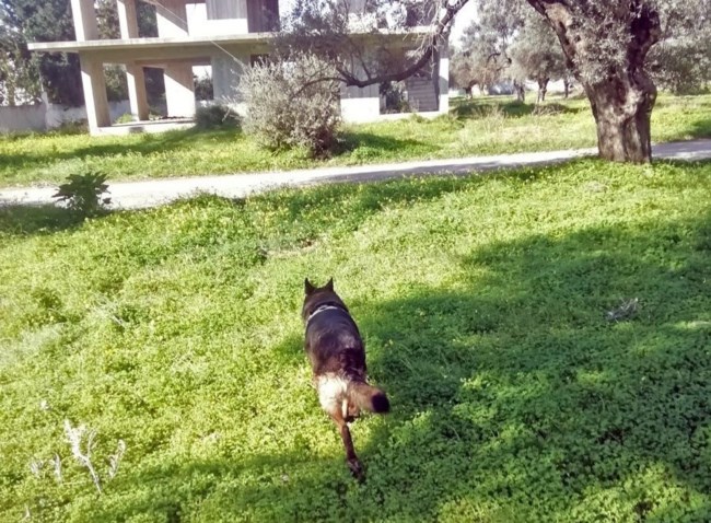 Φρίκη στο Τυμπάκι: Δηλητηρίασαν μαζικά σκύλους [εικόνες]