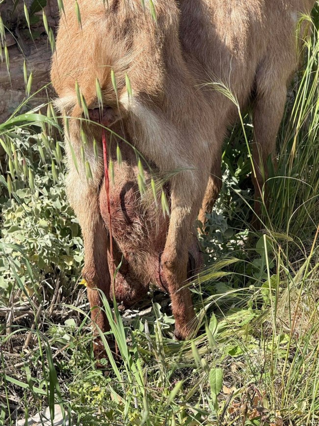 κατσικουλα