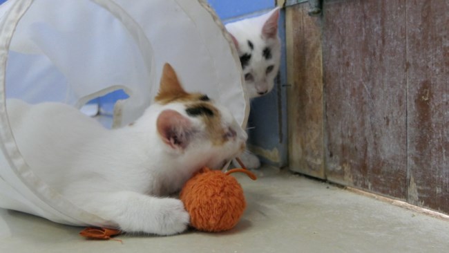 Τον κόσμο δεν τον έχουν δει ποτέ, αλλά όλα τα ακούνε, τα μυρίζουν, τα νιώθουν και τα γνωρίζουν