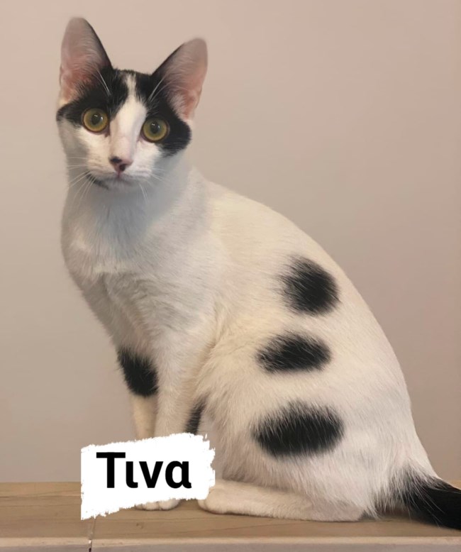 τινα
